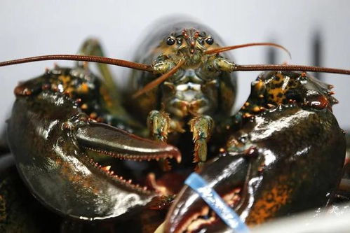 出口幾乎關(guān)閉,美國波龍價(jià)格暴跌,未來不確定性增加